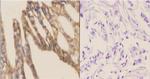 DAP5 Antibody in Immunohistochemistry (Paraffin) (IHC (P))