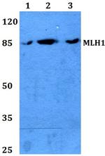 MLH1 Antibody in Western Blot (WB)