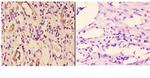 14-3-3 gamma Antibody in Immunohistochemistry (Paraffin) (IHC (P))