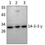 14-3-3 gamma Antibody in Western Blot (WB)