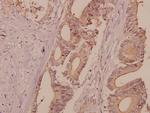 DNA Ligase I Antibody in Immunohistochemistry (Paraffin) (IHC (P))