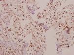 Laminin alpha-4 Antibody in Immunohistochemistry (Paraffin) (IHC (P))