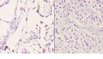 Bcl-W Antibody in Immunohistochemistry (Paraffin) (IHC (P))