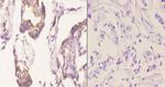 Bcl-W Antibody in Immunohistochemistry (Paraffin) (IHC (P))