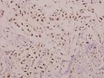 C/EBP gamma Antibody in Immunohistochemistry (Paraffin) (IHC (P))