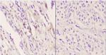 Apelin Receptor Antibody in Immunohistochemistry (Paraffin) (IHC (P))