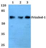 FZD1 Antibody in Western Blot (WB)