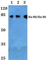 Ku80 Antibody in Western Blot (WB)