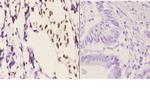 Histone H2A.X Antibody in Immunohistochemistry (Paraffin) (IHC (P))