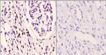 Histone H2A.X Antibody in Immunohistochemistry (Paraffin) (IHC (P))