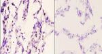 Histone H2A.X Antibody in Immunohistochemistry (Paraffin) (IHC (P))