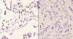 Histone H2A.X Antibody in Immunohistochemistry (Paraffin) (IHC (P))