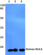 Histone H2A.X Antibody in Western Blot (WB)