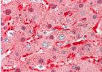 Angiopoietin 1 Antibody in Immunohistochemistry (Paraffin) (IHC (P))