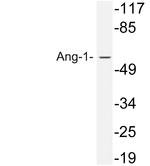Angiopoietin 1 Antibody in Western Blot (WB)