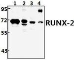 RUNX2 Antibody in Western Blot (WB)