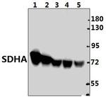 SDHA Antibody in Western Blot (WB)