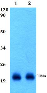 PUMA alpha Antibody in Western Blot (WB)