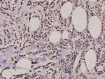 Histone H2A.X Antibody in Immunohistochemistry (Paraffin) (IHC (P))