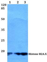 Histone H2A.X Antibody in Western Blot (WB)