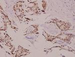 p23 Antibody in Immunohistochemistry (Paraffin) (IHC (P))