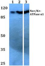 ATP1A1 Antibody in Western Blot (WB)