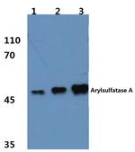 Arylsulfatase A Antibody in Western Blot (WB)