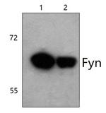 Fyn Antibody in Western Blot (WB)
