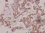 Cathepsin E Antibody in Immunohistochemistry (Paraffin) (IHC (P))