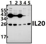 IL-20 Antibody in Western Blot (WB)