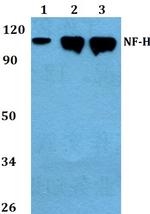 NF-H Antibody in Western Blot (WB)