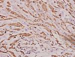 IGHA1 Antibody in Immunohistochemistry (Paraffin) (IHC (P))