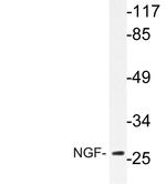 NGF Antibody in Western Blot (WB)