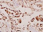 VASP Antibody in Immunohistochemistry (Paraffin) (IHC (P))