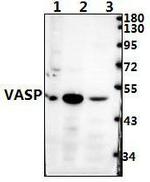 VASP Antibody in Western Blot (WB)