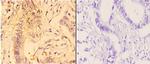 4EBP1 Antibody in Immunohistochemistry (Paraffin) (IHC (P))