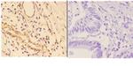 4EBP1 Antibody in Immunohistochemistry (Paraffin) (IHC (P))