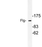 FGFR1 Antibody in Western Blot (WB)