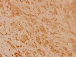 GAP43 Antibody in Immunohistochemistry (Paraffin) (IHC (P))