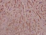 TrkB Antibody in Immunohistochemistry (Paraffin) (IHC (P))