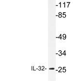 IL-32 Antibody in Western Blot (WB)