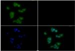 PI3K p85 alpha Antibody in Immunocytochemistry (ICC/IF)