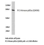 PI3K p85 alpha Antibody in Western Blot (WB)