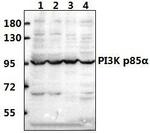 PI3K p85 alpha Antibody in Western Blot (WB)