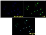 RPSA Antibody in Immunocytochemistry (ICC/IF)