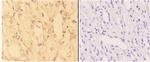 ACE2 Antibody in Immunohistochemistry (Paraffin) (IHC (P))