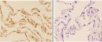 Acetylcholinesterase Antibody in Immunohistochemistry (Paraffin) (IHC (P))