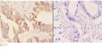 Acetylcholinesterase Antibody in Immunohistochemistry (Paraffin) (IHC (P))