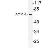 Lamin A/C Antibody in Western Blot (WB)