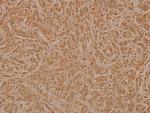 PAF49 Antibody in Immunohistochemistry (Paraffin) (IHC (P))